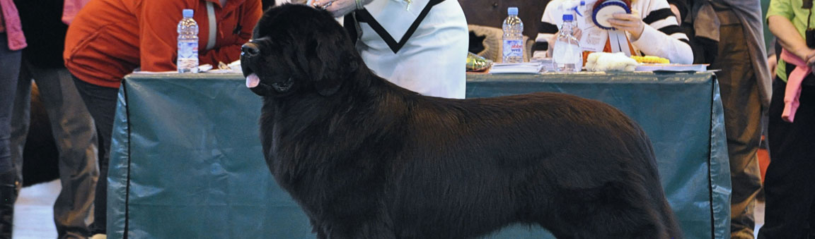 dog show dog show
